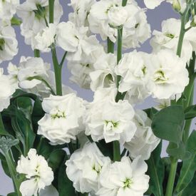 White Quartet, Stock Seeds